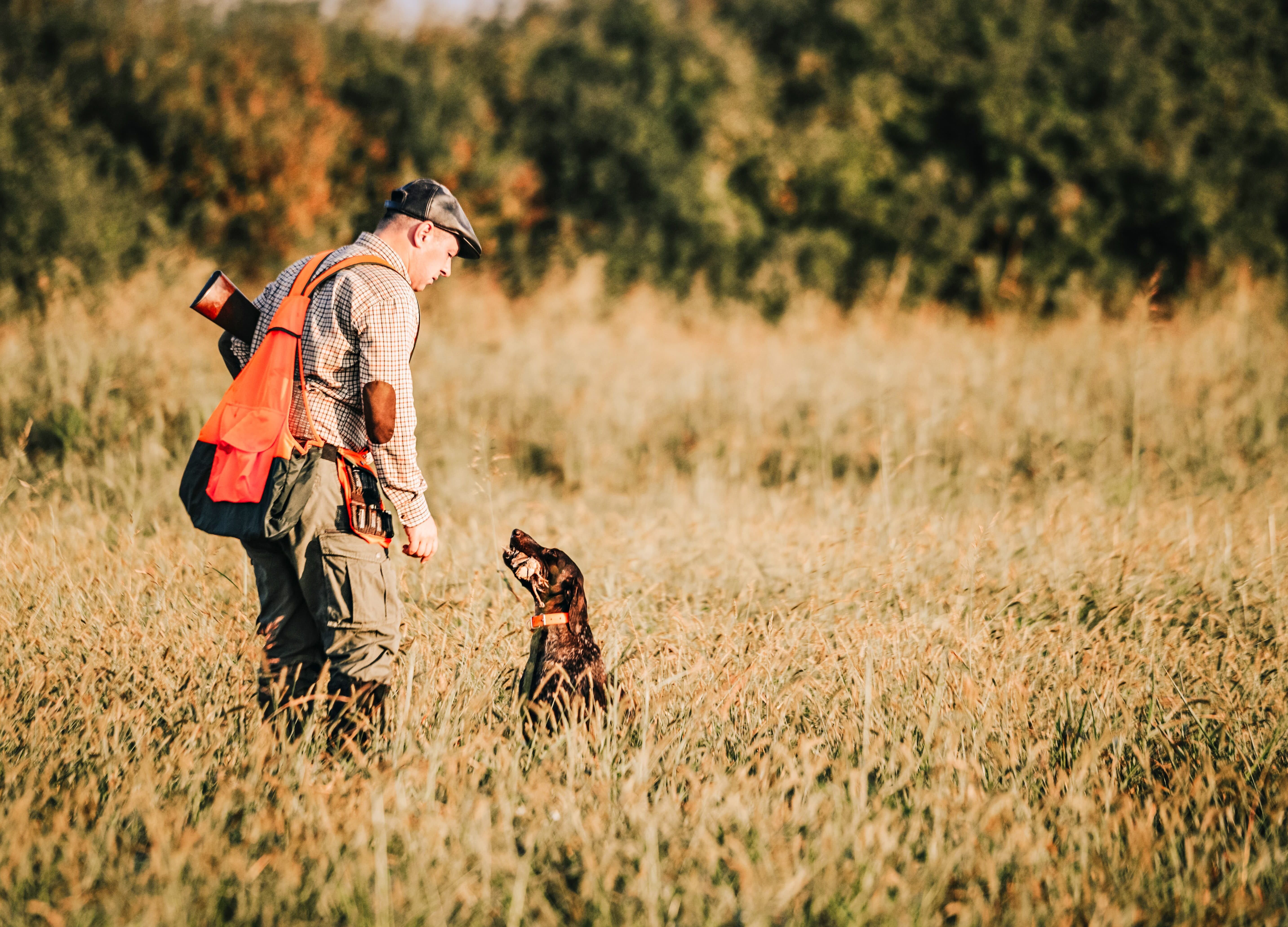 A person wearing a hunting vest, cap, and plaid shirt stands in a tall, grassy field, looking down at their hunting dog. The dog is a dark-colored pointer, sitting attentively and looking up at the them. The person holds a shotgun with a bright orange sling over their shoulder. The background is a dense forest of trees.